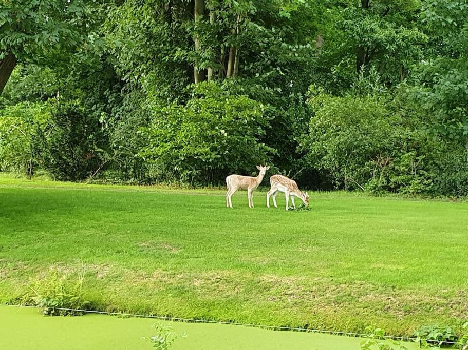 Midden In De Friese Bossen Op Landgoed Princenhof Ораньевуд Экстерьер фото